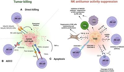 Frontiers Potentiation Of Natural Killer Cells To Overcome Cancer